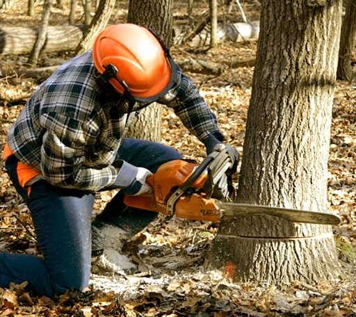 Tree Removal in Logan, AL